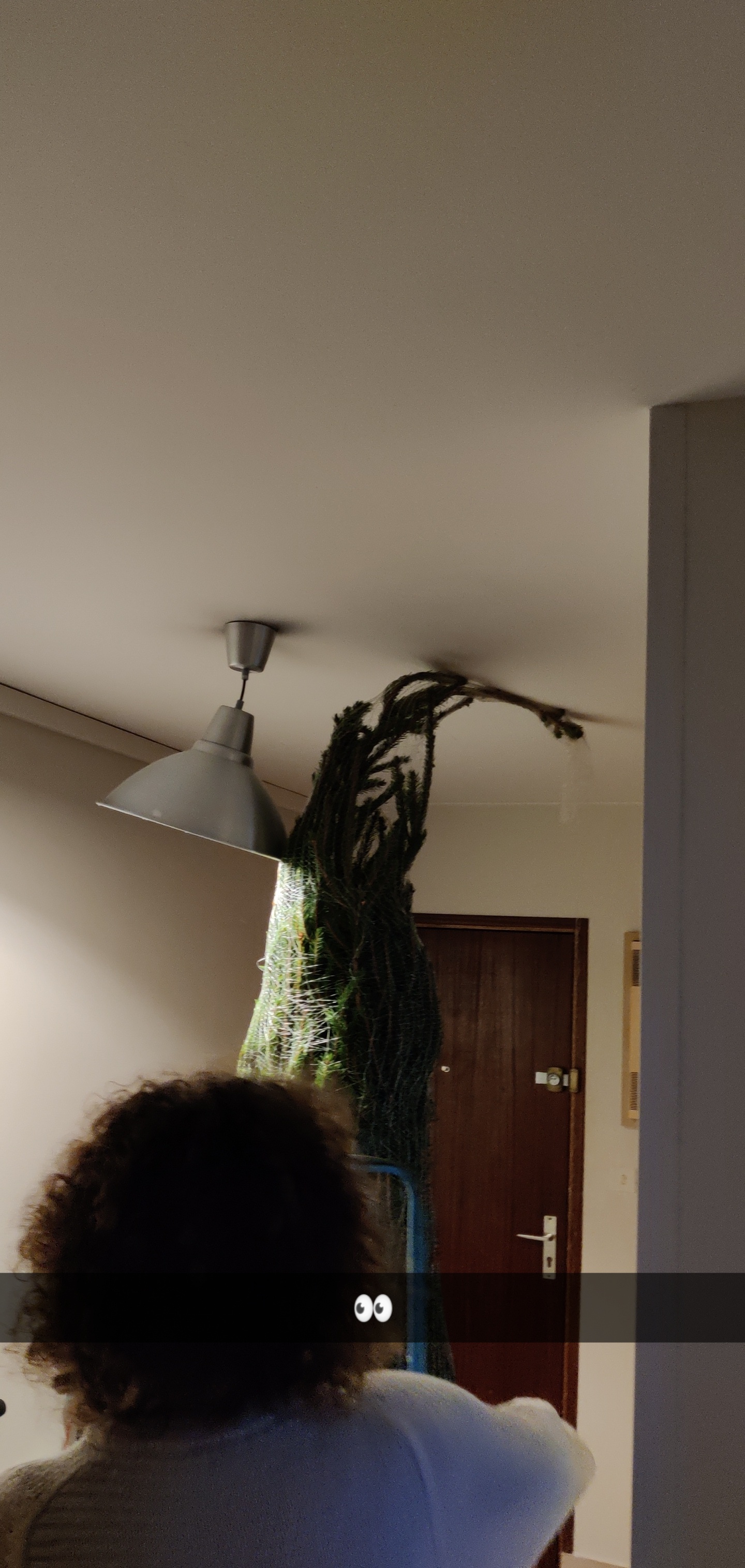 Sapin